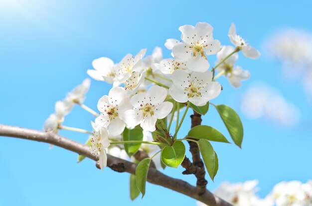 Frühlingsblume und -knospe auf Baum