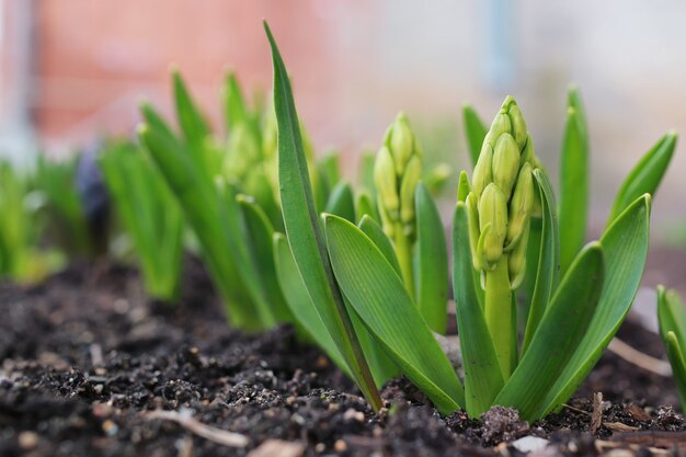 Frühlingsblume weiß