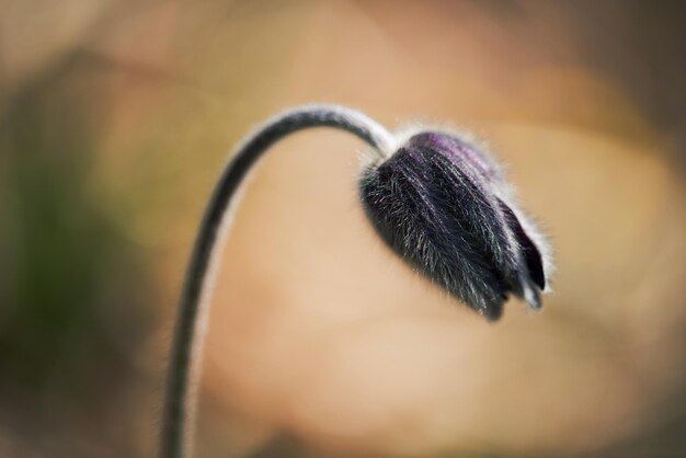 Foto frühlingsblume