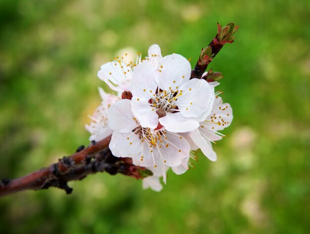 Frühlingsblume.