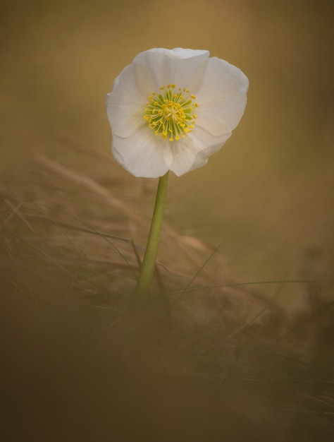 Frühlingsblume