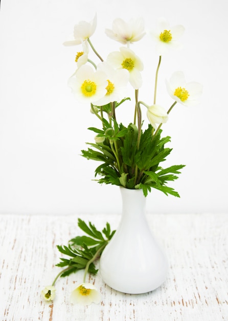 Frühlingsblumen Anemone