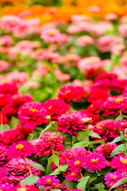 Frühlingsblumen auf dem Display in der örtlichen Gärtnerei.