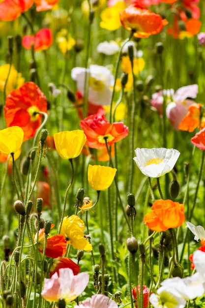 Frühlingsblumen auf dem Gebiet