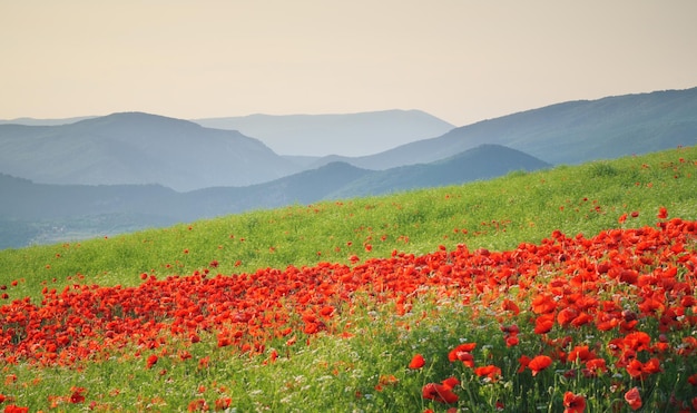 Frühlingsblumen auf der Wiese Wunderschöne Landschaften