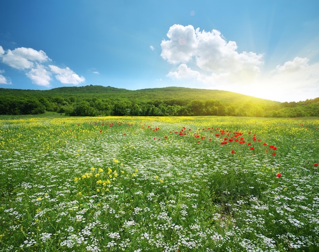 Frühlingsblumen auf der wiese