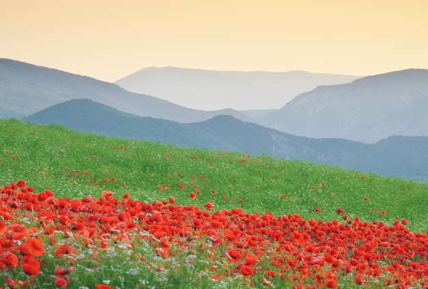 Frühlingsblumen auf der Wiese