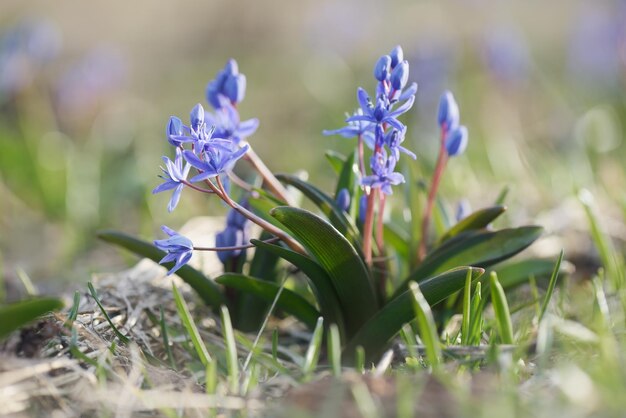 Frühlingsblumen auf der Wiese