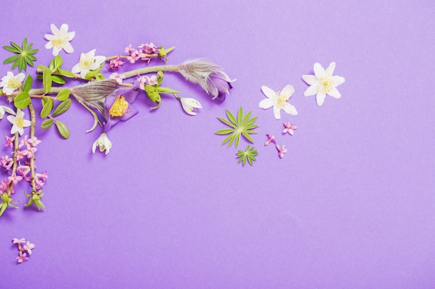 Frühlingsblumen auf violettem Hintergrund