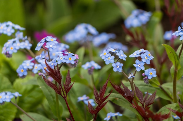 Frühlingsblumen blauer Vergissmeinnicht blüht natürlichen Blumenhintergrund der Nahaufnahme