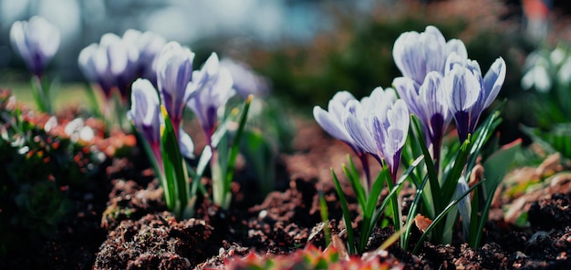 Frühlingsblumen blühen auf dem Feld Das Erwachen der Natur nach dem Winter Die Sonne scheint