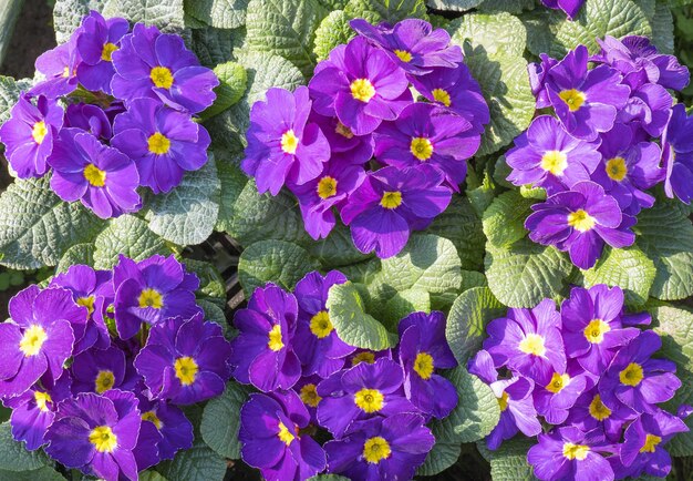 Frühlingsblumen Blühende violette Blüten von Primel oder Primel im Garten