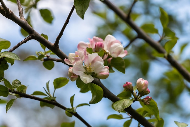 Frühlingsblumen Blühender Apfelbaum im Frühjahr Natürlicher Blumenhintergrund