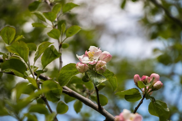 Frühlingsblumen Blühender Apfelbaum im Frühjahr Natürlicher Blumenhintergrund