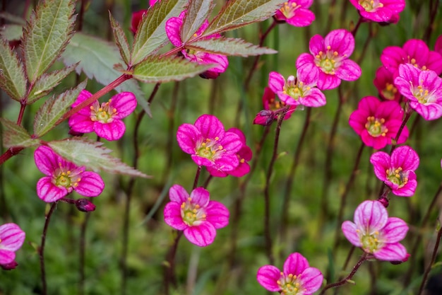 Frühlingsblumen Blühender rosa Steinbrech Natürlicher Blumenhintergrund