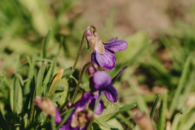 Frühlingsblumen closup Ansicht