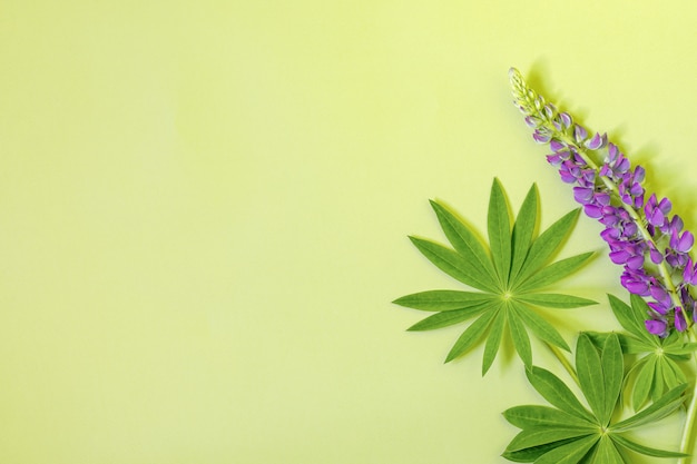 Frühlingsblumen-Flachlay-Designkomposition aus Blumen und grünen Blättern