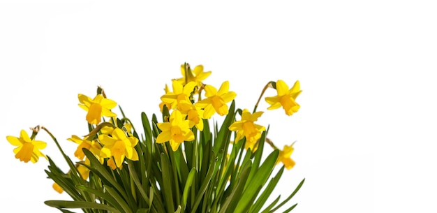 Frühlingsblumen gelbe Narzissen auf weißem Hintergrund