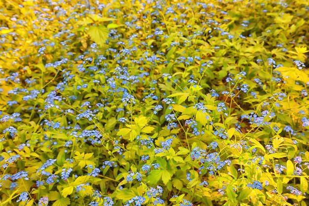 frühlingsblumen hintergrund natur wild klein abstrakt