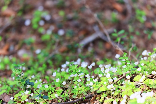 frühlingsblumen hintergrund natur wild klein abstrakt