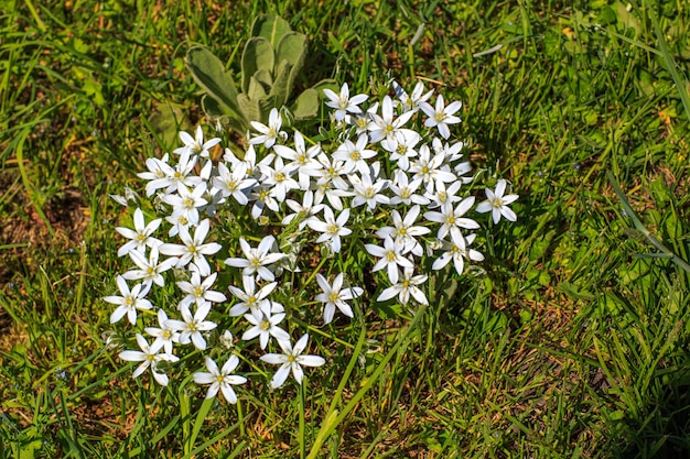 Frühlingsblumen im Gras