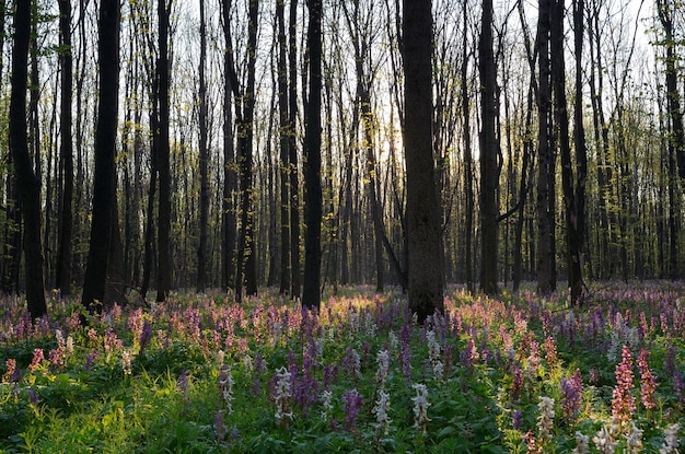 Frühlingsblumen im Laubwald an einem sonnigen Tag