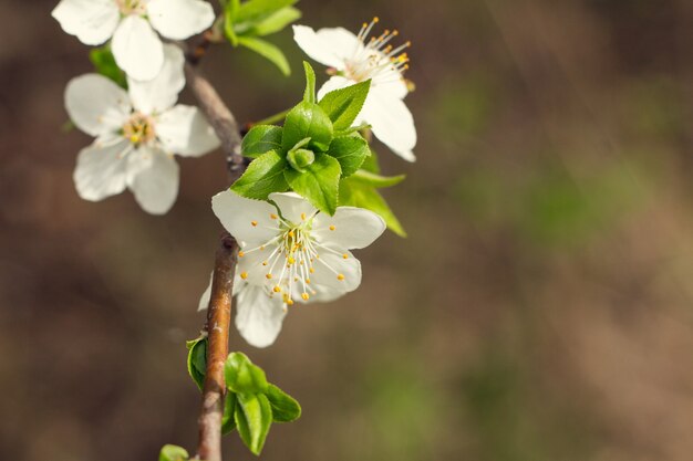 Frühlingsblumen im Obstgarten