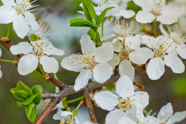 Frühlingsblumen im Obstgarten