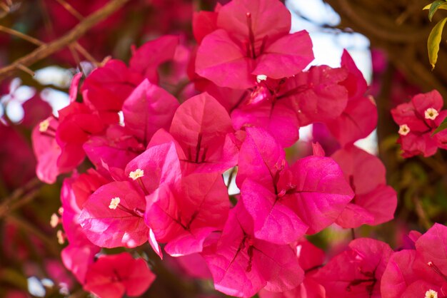 Frühlingsblumen in der Natur