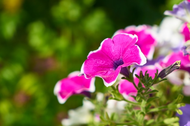 Frühlingsblumen in der Natur