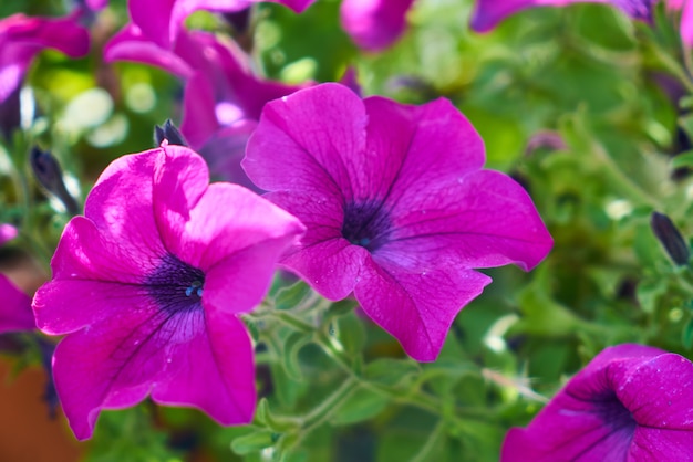 Frühlingsblumen in der Natur