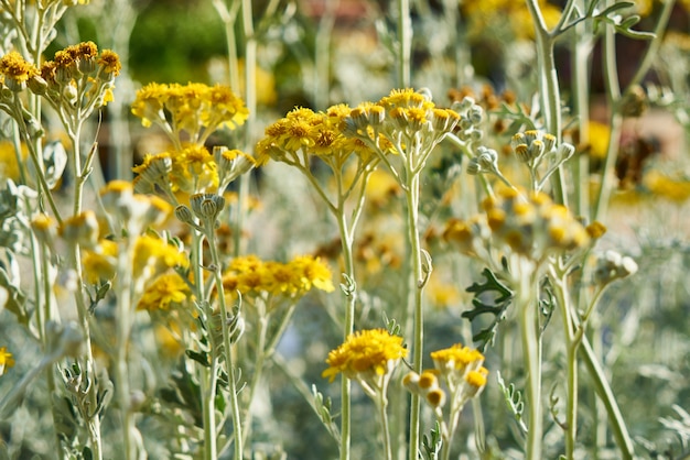 Frühlingsblumen in der Natur