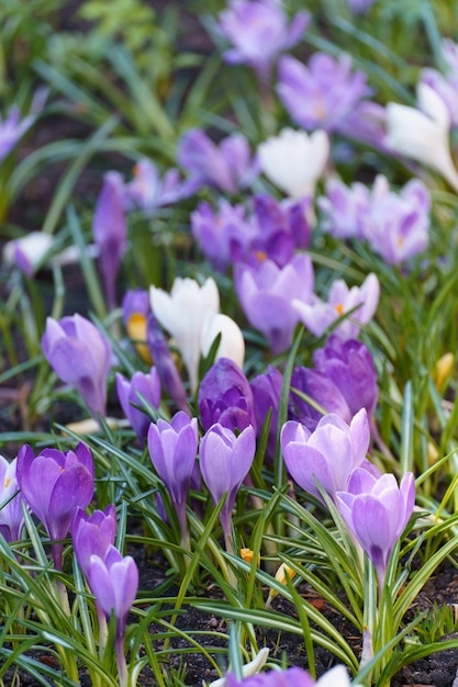 Foto frühlingsblumen in der wilden natur. krokusse im frühling.