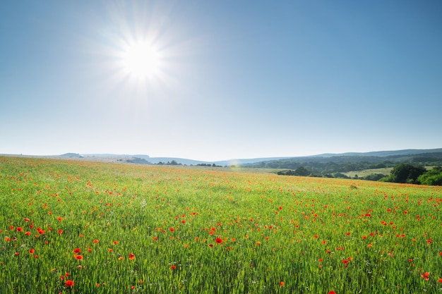 Frühlingsblumen in grüner Wiese und blauem Himmel