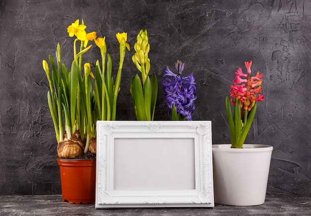 Frühlingsblumen in Töpfen