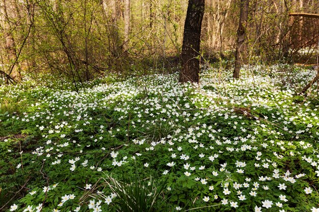 Frühlingsblumen in weiß