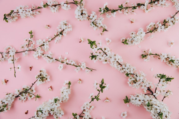 Frühlingsblumen-Kirschblüte auf einem rosa Hintergrund