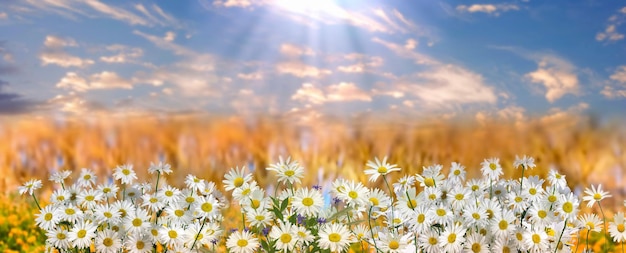 frühlingsblumen lila weiß im stadtpark natur hintergrund floral