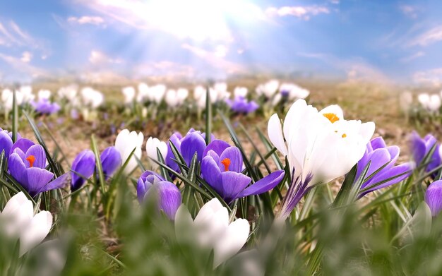 frühlingsblumen lila weiß im stadtpark natur hintergrund floral