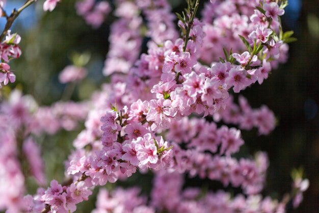 Frühlingsblumen mit blured Hintergrund