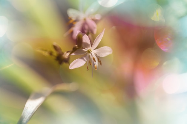 Frühlingsblumen, Nahaufnahme