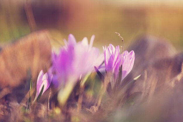 Frühlingsblumen, Nahaufnahme