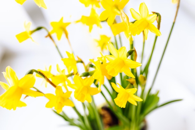 Frühlingsblumen Narzissen weicher Fokus auf verschwommenem hellem Hintergrund