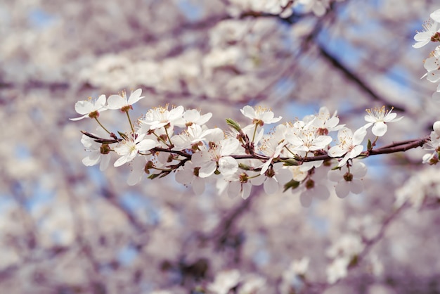 Frühlingsblumen Pflaume