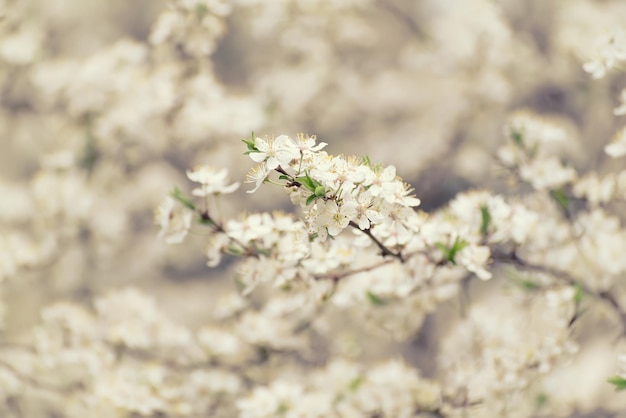 Frühlingsblumen Pflaume