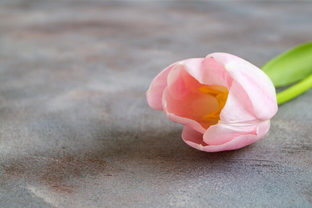 Frühlingsblumen. Rosa blühende Tulpen schließen nah.