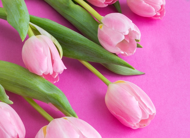 Frühlingsblumen. Rosa blühende Tulpen schließen nah.