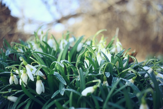 Frühlingsblumen, Schneeglöckchen im März im Wald, schöner Naturhintergrund, kleine weiße Blumen