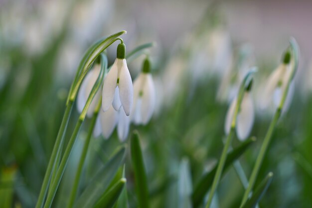 Frühlingsblumen - Schneeglöckchen. Schön blühen im Gras bei Sonnenuntergang. Amaryllidaceen - Galanthus nivalis