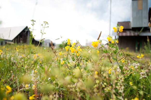 Frühlingsblumen. schöner Blumenhintergrund